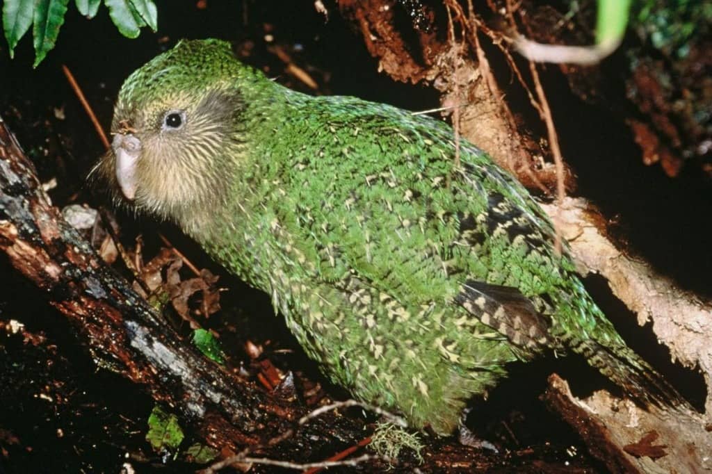 A Kakapo perched on a branch in its natural forest habitat