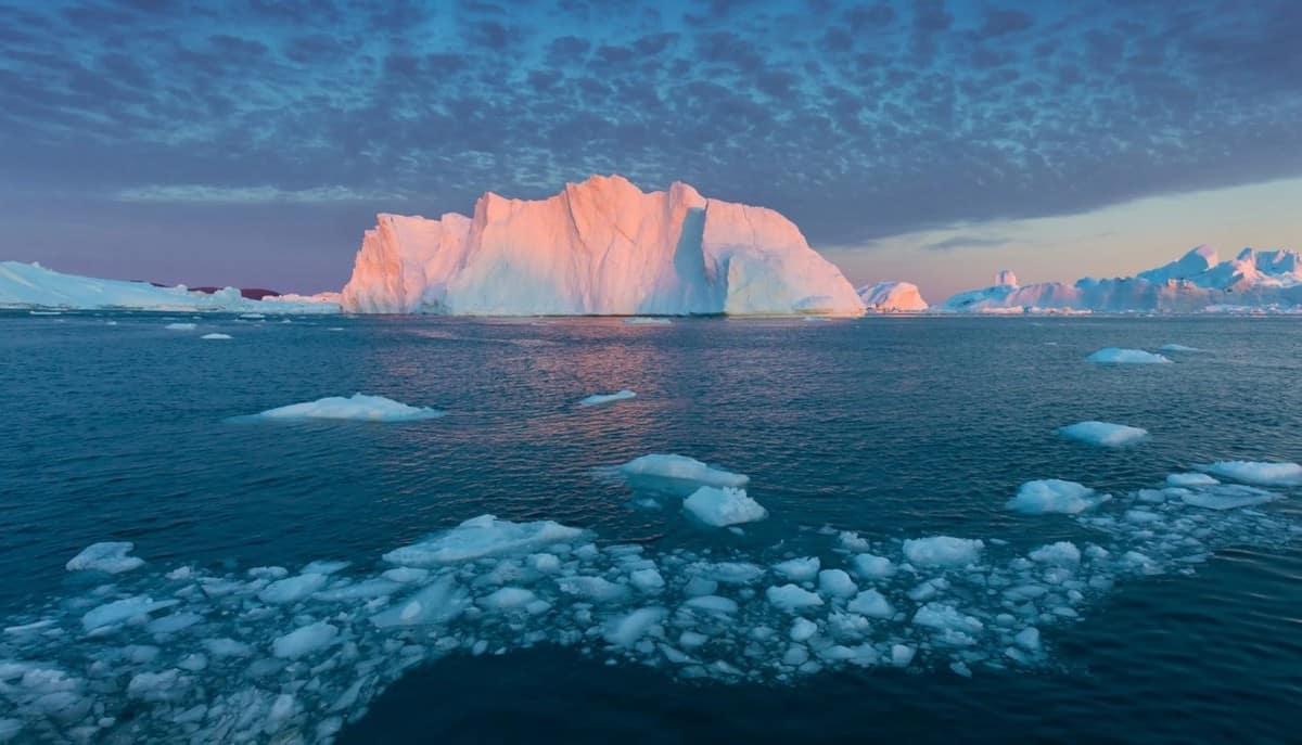 Humpback whales breaching near the icebergs in Disko Bay