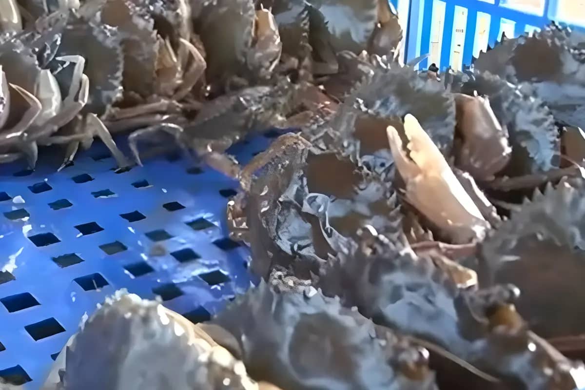 Kepiting Soka