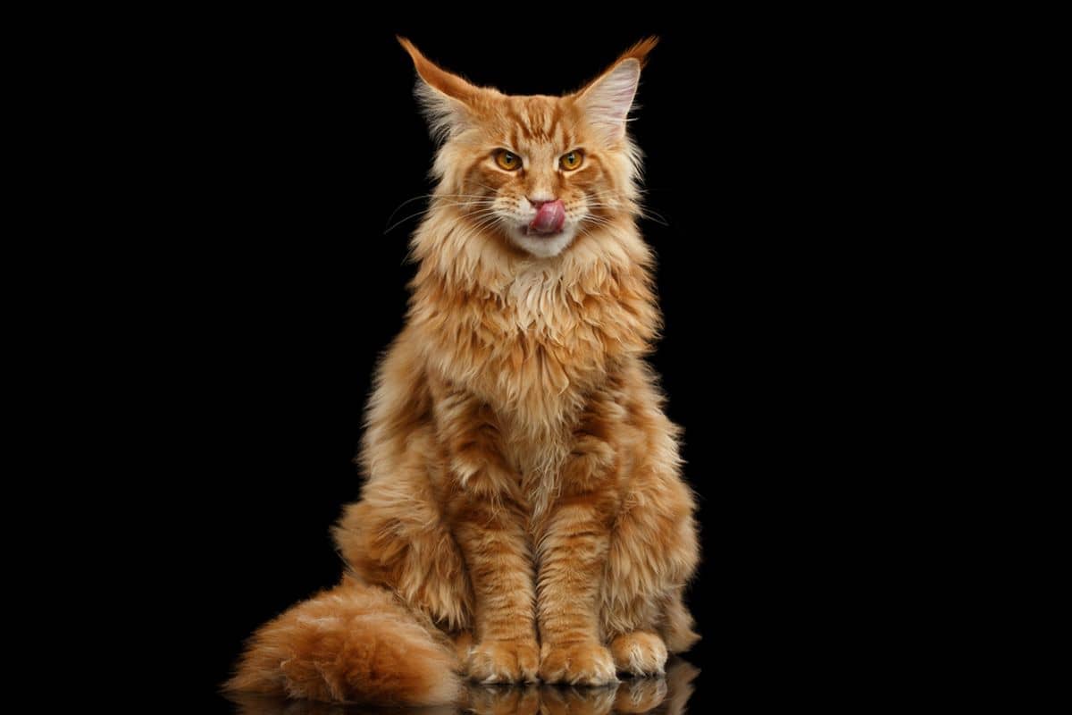 Maine Coon