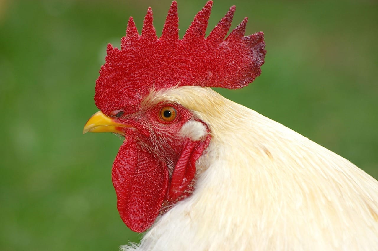 Gallus gallus domesticus