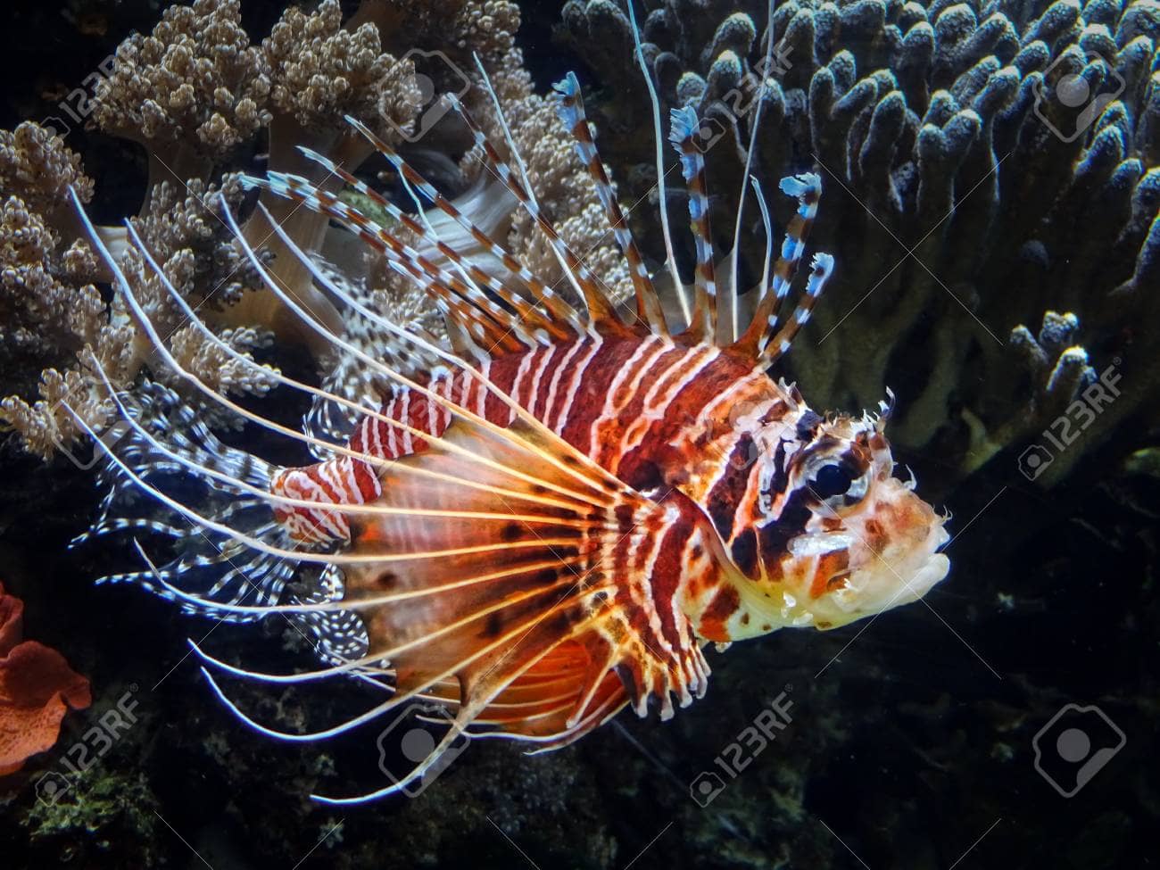 Lionfish