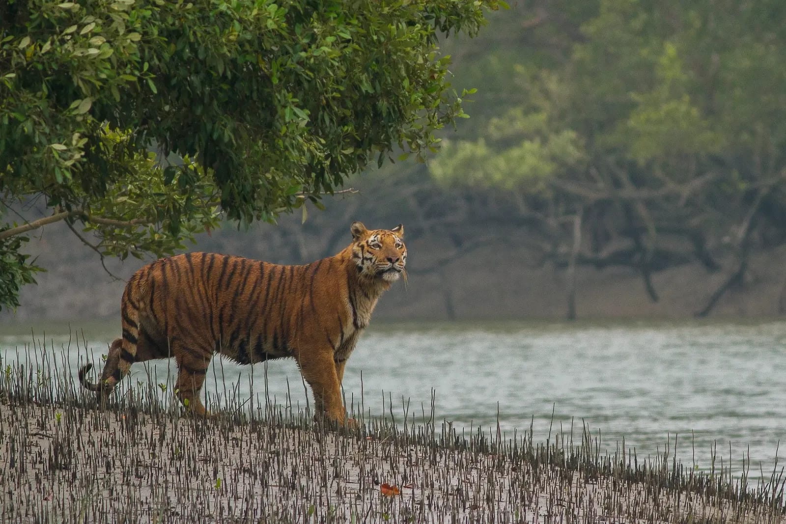 Serene waterways winding through the lush greenery of the Sundarbans' mangrove ecosystem