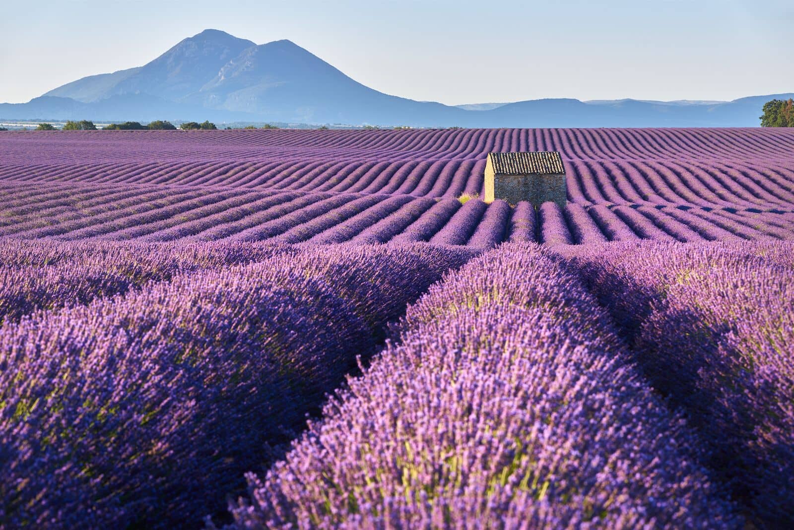 A breathtaking view of the iconic lavender fields in full bloom under the Provençal sun.