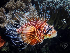 Lionfish: Cantik Tapi Berbahaya, Pengalaman dan Pelajaran dari Dunia Bawah Laut