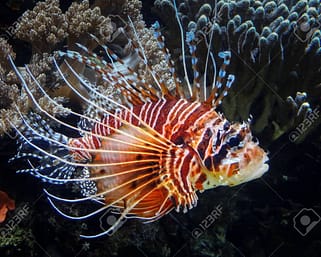 Lionfish: Cantik Tapi Berbahaya, Pengalaman dan Pelajaran dari Dunia Bawah Laut