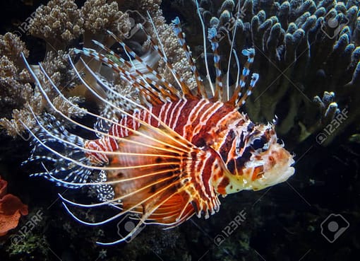 Lionfish: Cantik Tapi Berbahaya, Pengalaman dan Pelajaran dari Dunia Bawah Laut
