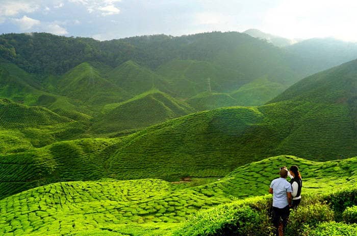 Scenic view of Majuli Island with lush greenery and river.