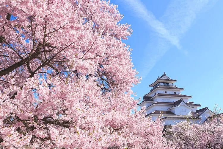 Bunga Sakura Jepang: Mengenal Keindahan Simbolik Jepang Panduan untuk Wisatawan