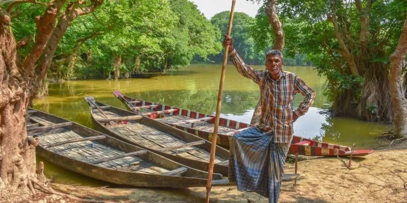 Vibrant birdlife among the mangrove branches in the rich biodiversity hotspot of the Sundarbans