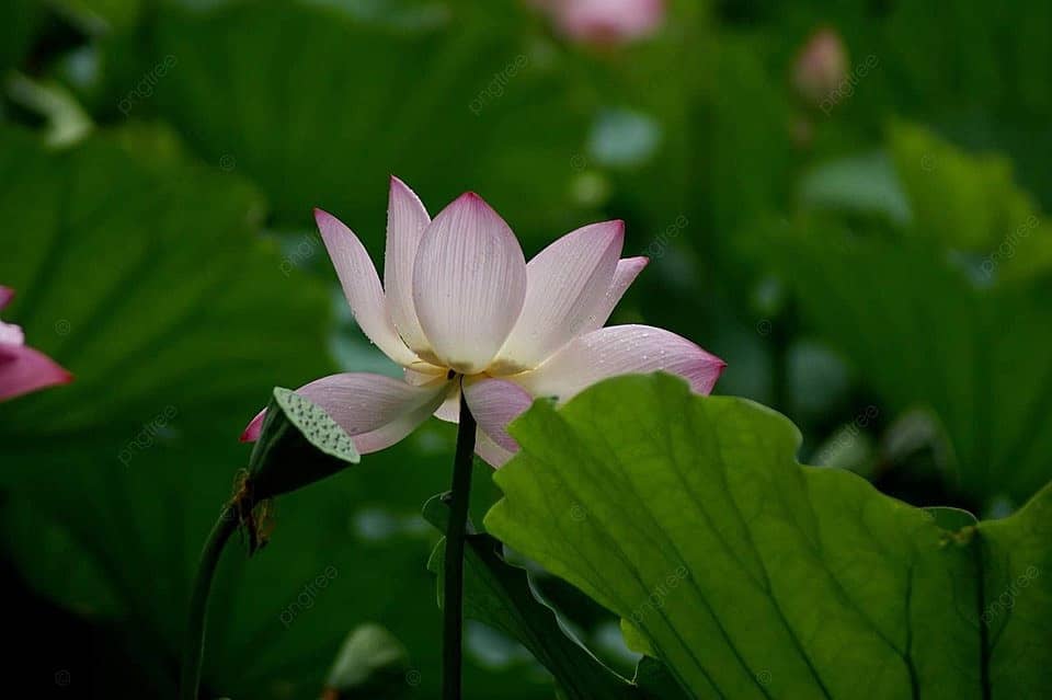 Nelumbo nucifera