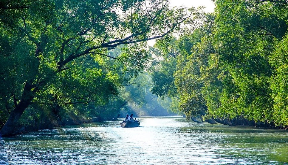 Majestic Royal Bengal Tiger prowling in the dense mangrove forests of the Sundarbans